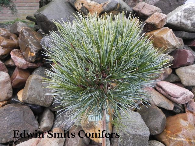 Pinus koraiensis 'Spring Hill'